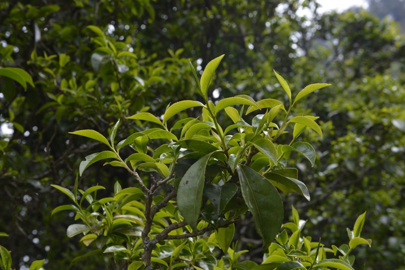 熟茶的魅力:在岁月更迭中品味人生的厚重