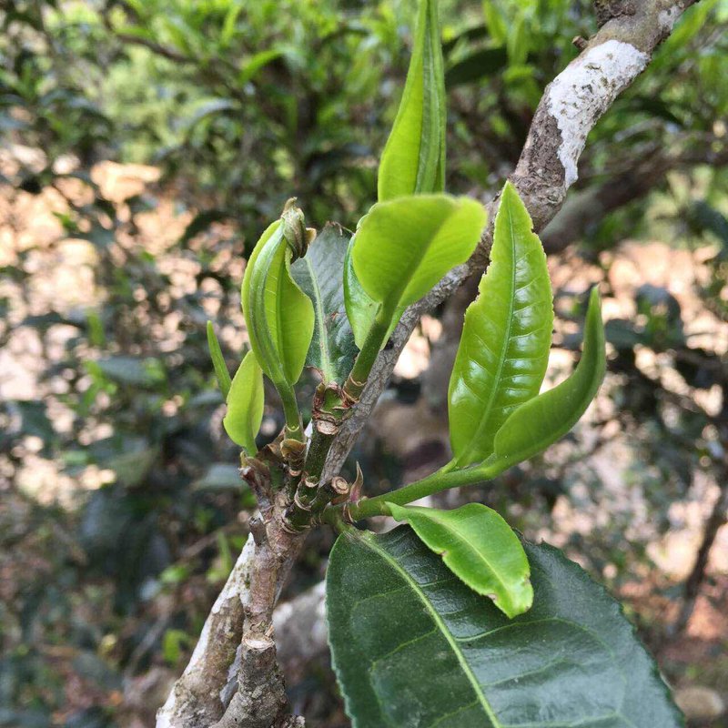 古树茶产业悄然兴起:一抹清新的生态绿